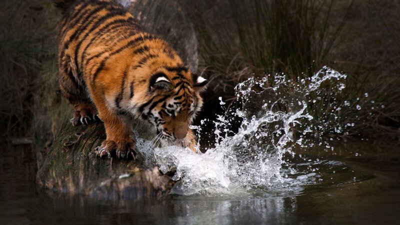 Tiger Drinking Water — Orange, Dramatic, Photograph