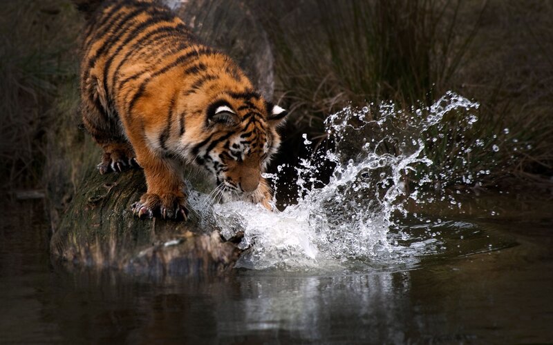 Tiger Drinking Water — Orange, Dramatic