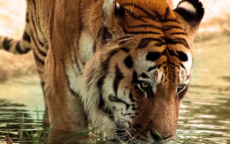 Tiger Drinking Water — Orange, Intense
