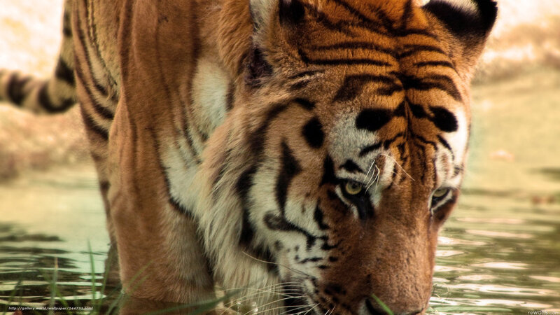 Tiger Drinking Water — Orange, Natural, Photograph, Grass