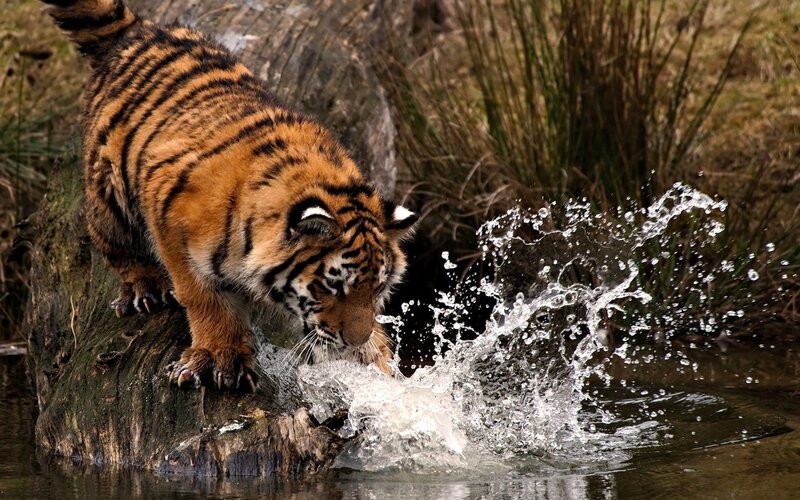 Tiger Drinking Water — Orange, Natural, Photograph, Log