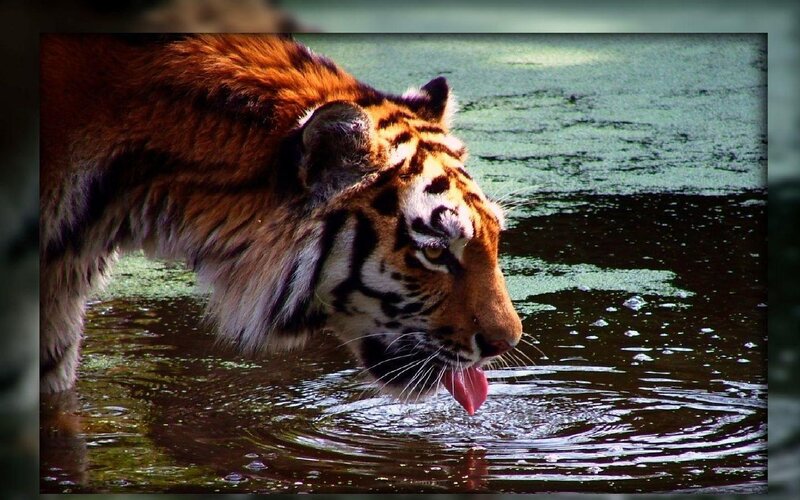 Tiger Drinking Water — Orange, Natural, Photograph, River