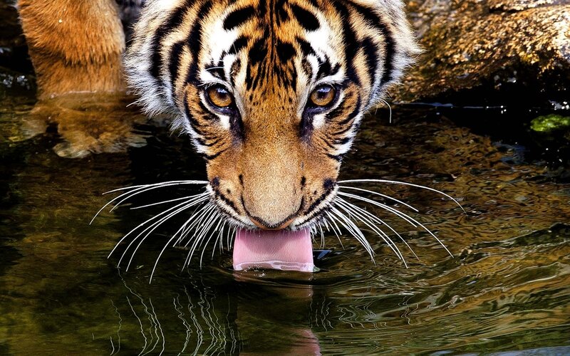 Tiger Drinking Water — Orange, Natural, Photograph, Rock