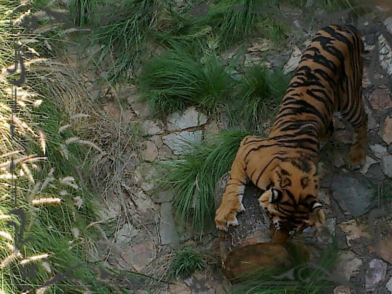 Tiger Drinking Water — Orange, Natural, Photograph