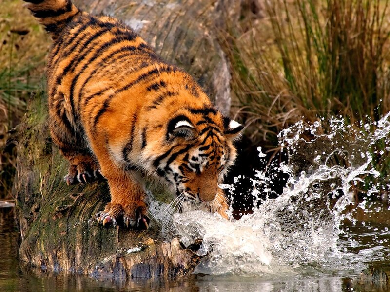 Tiger Drinking Water — Orange, Natural