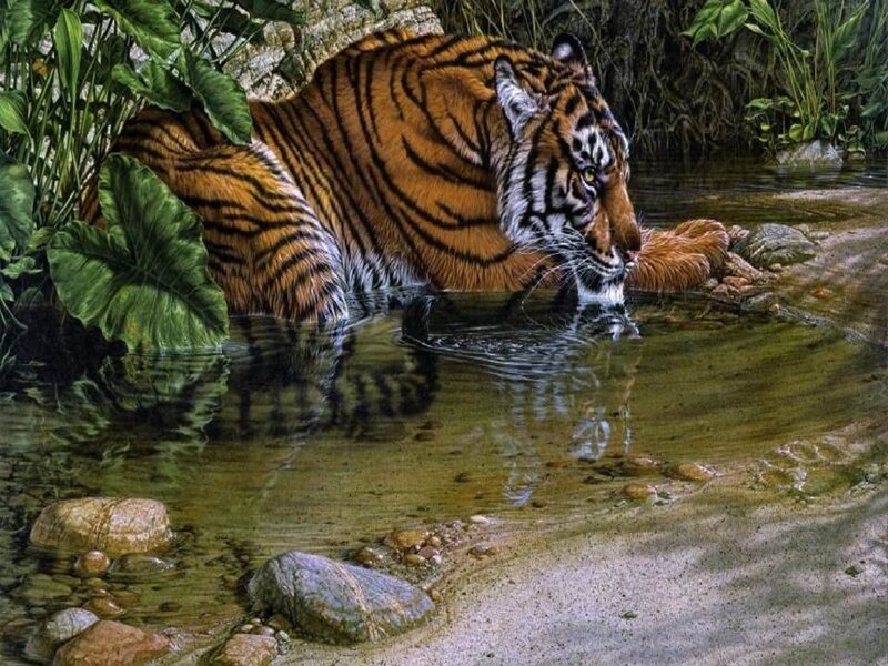 Tiger Drinking Water — Orange, Serene