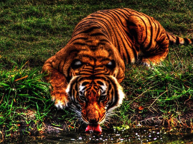 Tiger Drinking Water — Orange