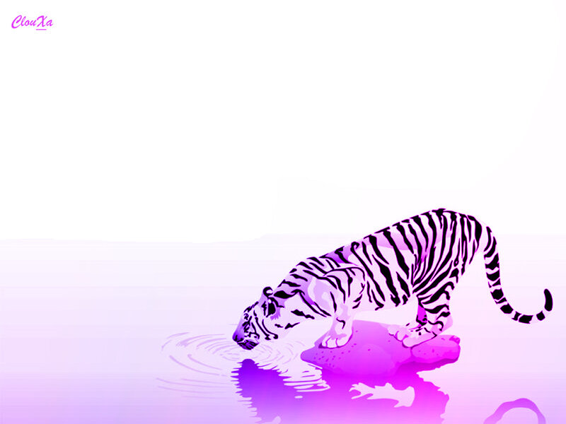 Tiger Drinking Water — Purple