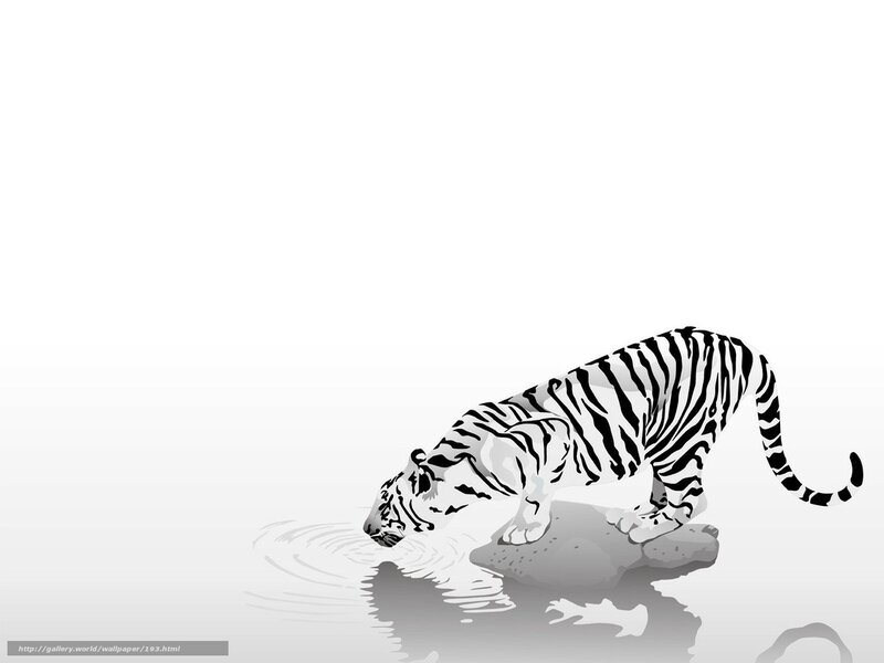 tiger drinking water