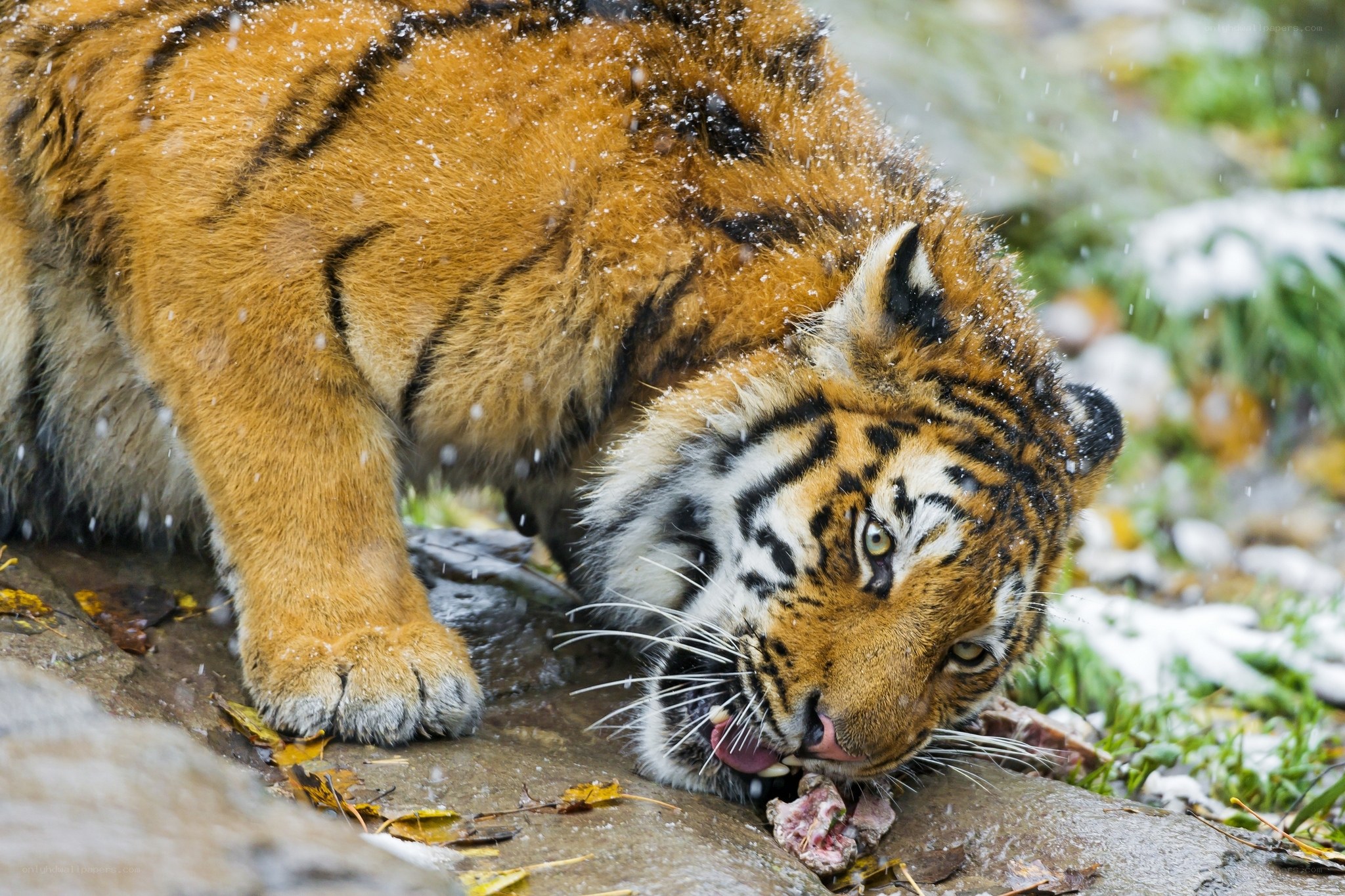 tiger eating in snow
