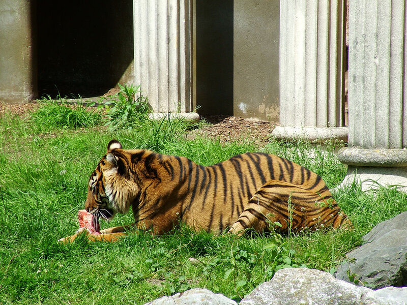 Tiger Eating Meat