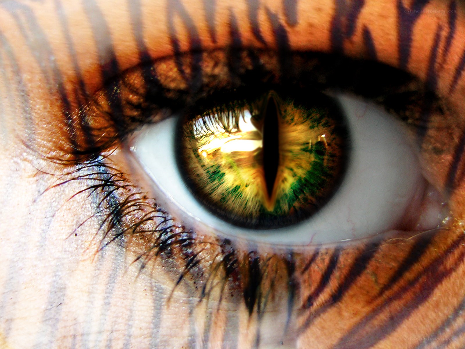 tiger eye close-up