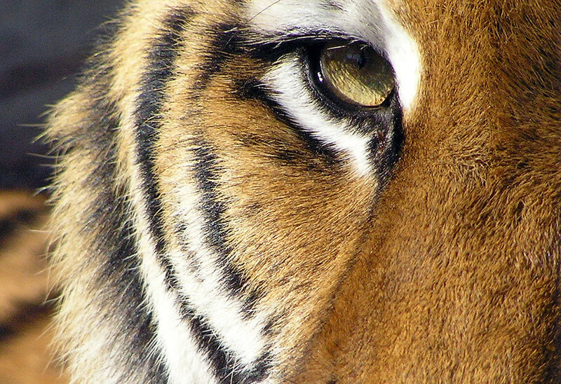 tiger eye close-up