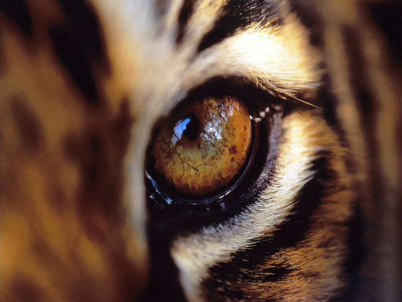 Tiger Eye Close-up — Brown, Intense