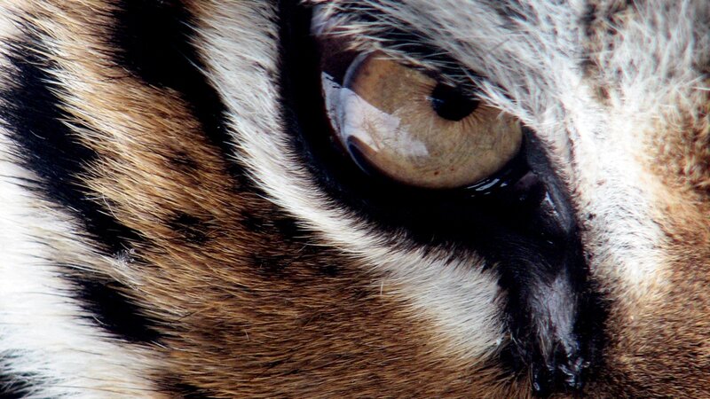 Tiger Eye Close-up — Brown