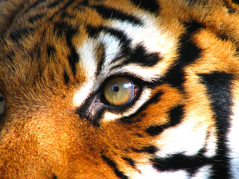 Tiger Eye Close-up — Orange