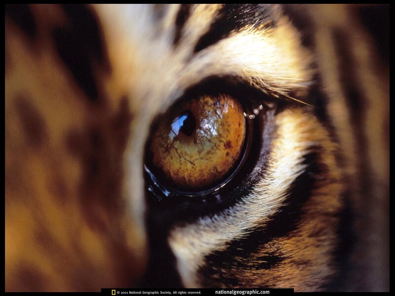 tiger eye close-up