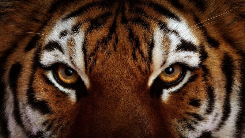 tiger eyes close-up
