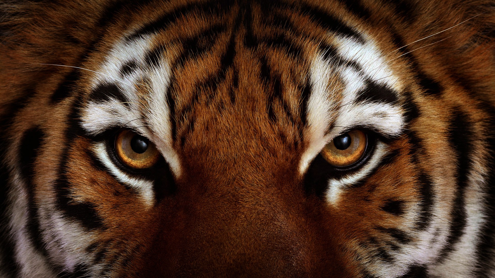 tiger eyes close-up