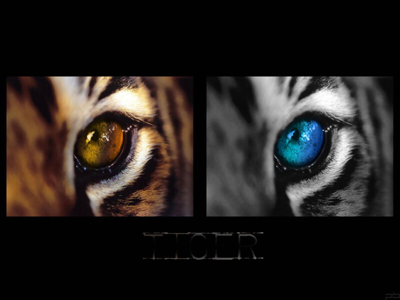 tiger eyes close-up