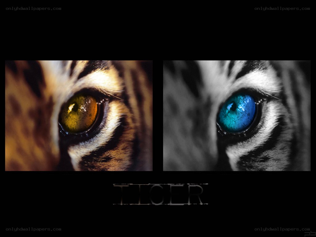 tiger eyes close-up