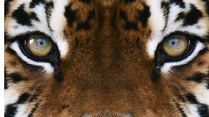 Tiger Eyes Close-up — Brown
