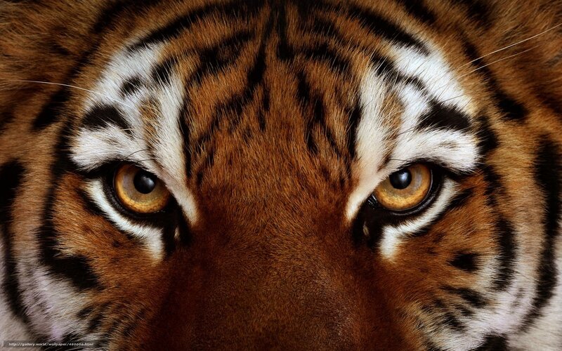 tiger eyes close-up