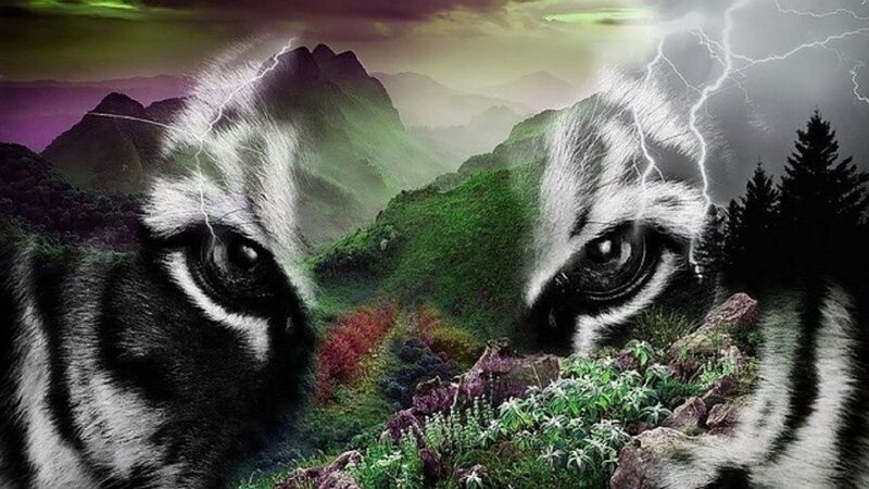 Tiger Eyes in Landscape