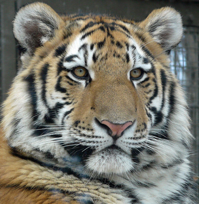 tiger face close-up