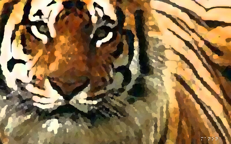 tiger face close-up