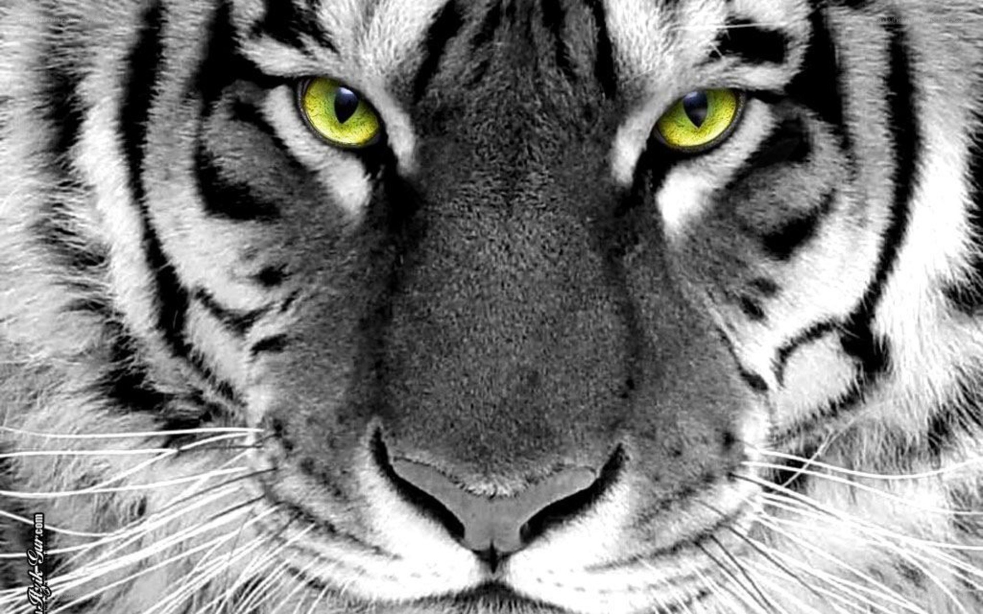 tiger face close-up