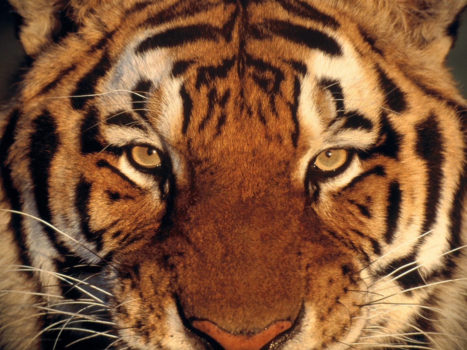 tiger face close-up