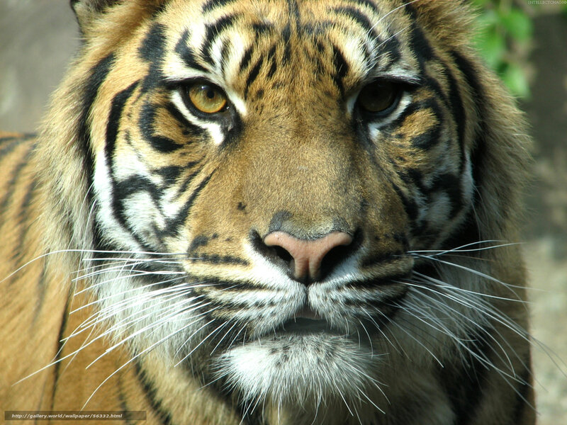 tiger face close-up