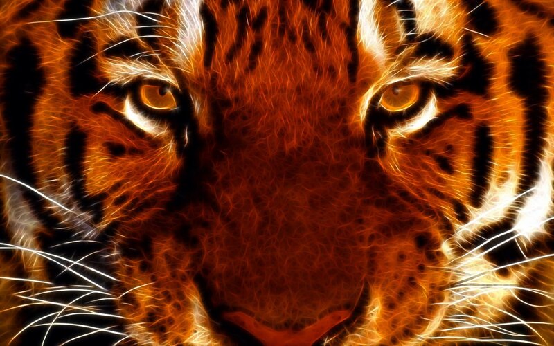 tiger face close-up