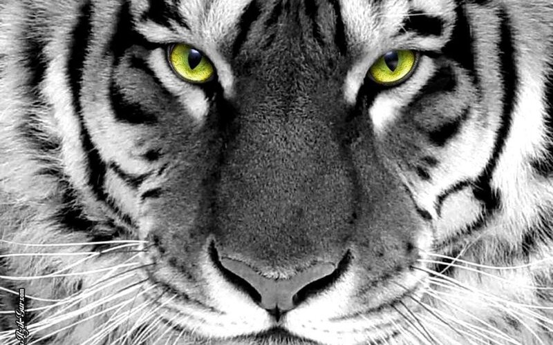 Tiger Face Close-up — Black, Intense, Photograph, Eyes, Whiskers, Stripes, White