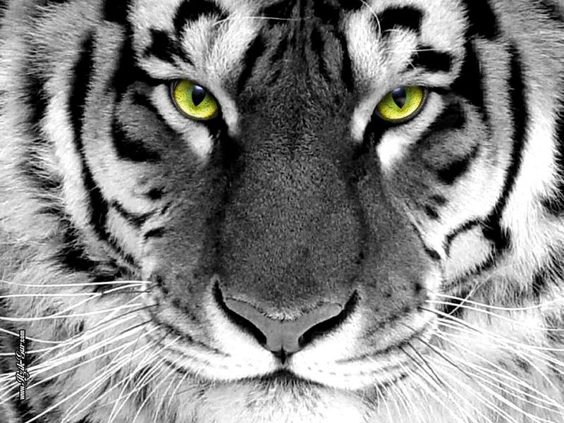 Tiger Face Close-up — Black, Intense, Photograph