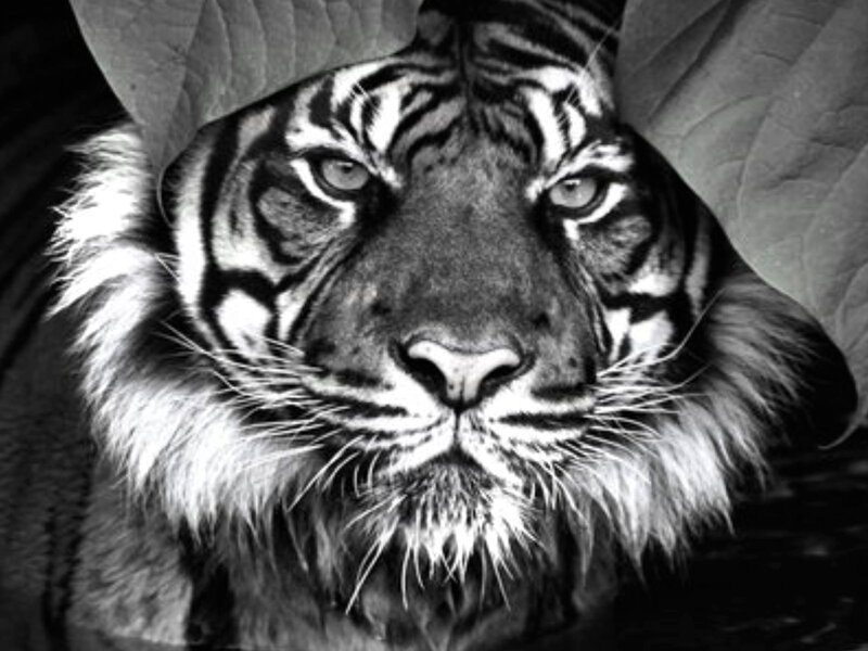 Tiger Face Close-up — Black, Intense