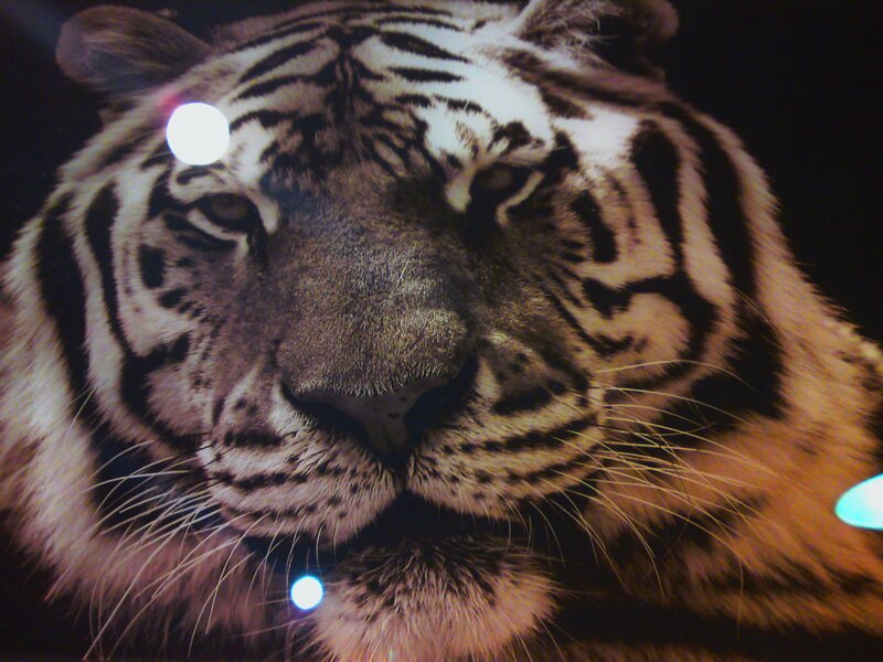 Tiger Face Close-up — Black