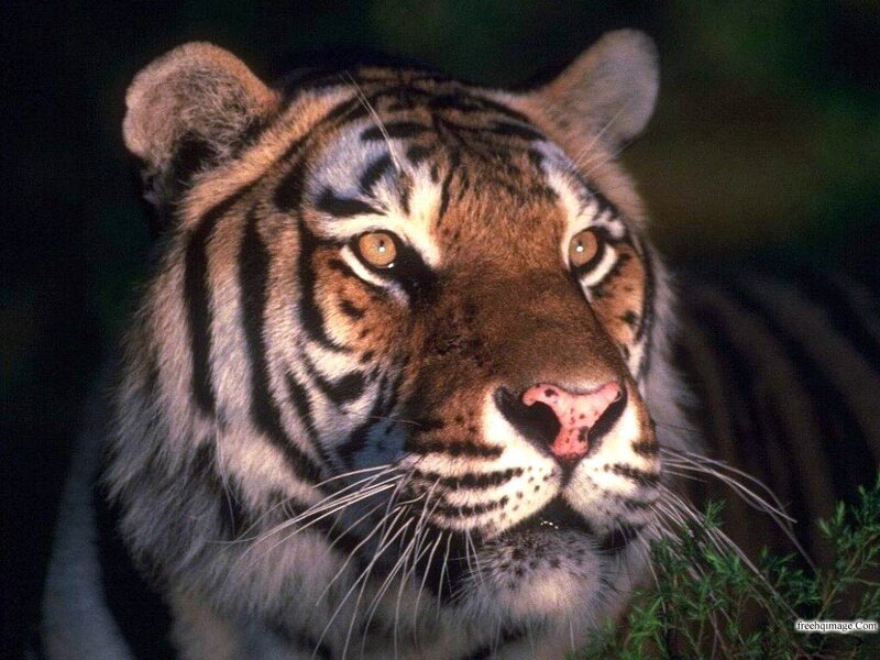 Tiger Face Close-up — Brown, Intense, Night