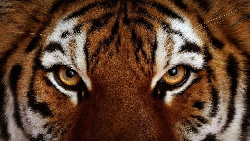 Tiger Face Close-up — Brown, Intense, Photograph, Eyes, Stripes, Fur, Black
