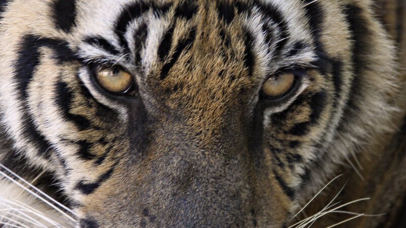 Tiger Face Close-up — Brown, Intense, Photograph, Eyes, Stripes, Whiskers