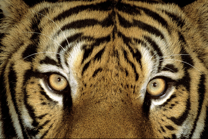 Tiger Face Close-up — Brown, Intense, Photograph, Eyes