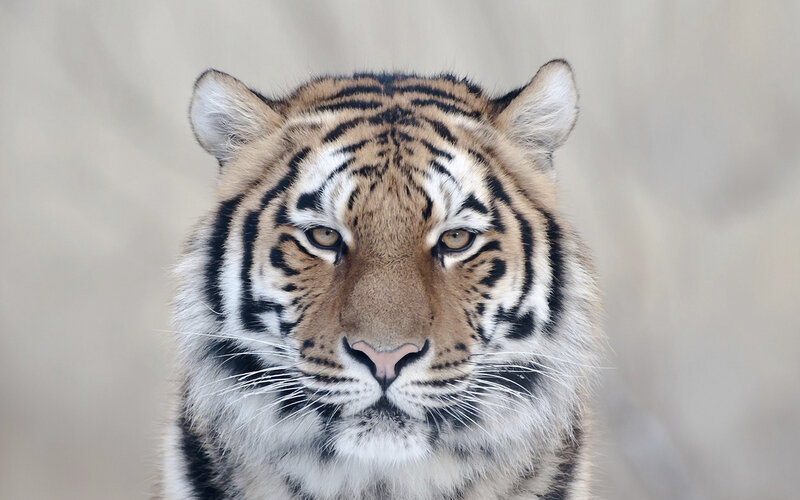 Tiger Face Close-up — Brown, Intense, Photograph, Stripes