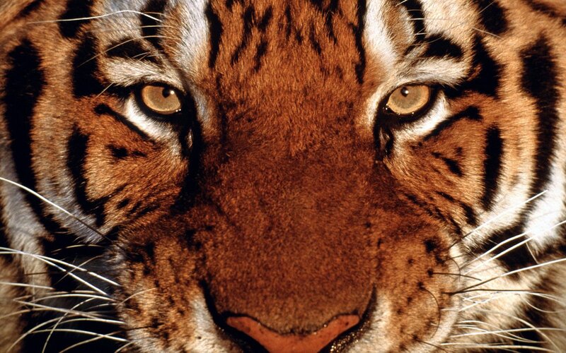 Tiger Face Close-up — Brown, Photograph