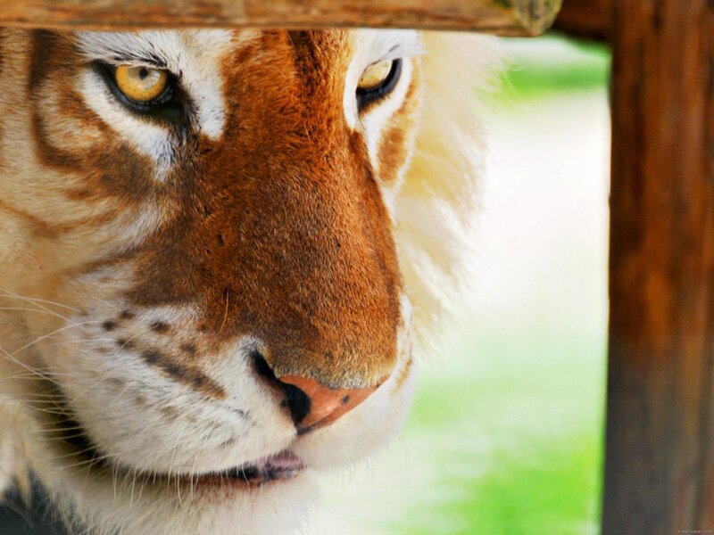 Tiger Face Close-up — Brown