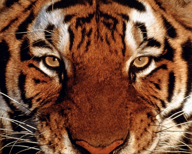 Tiger Face Close-up — Eyes, Black
