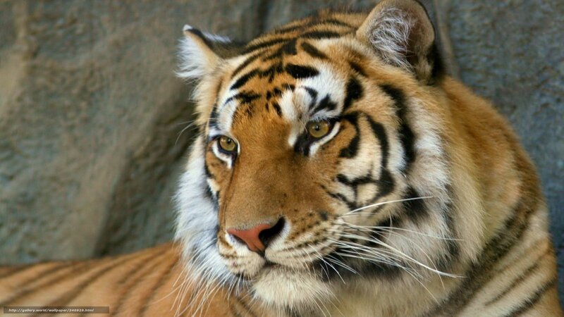 Tiger Face Close-up — Orange, Calm, Photograph, Whiskers, Rock Wall