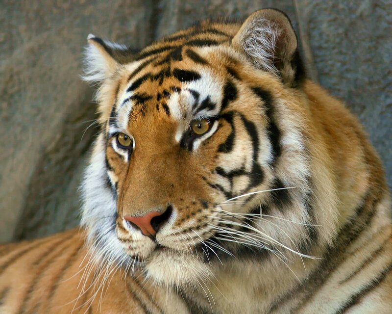 Tiger Face Close-up — Orange, Calm, Photograph, Whiskers