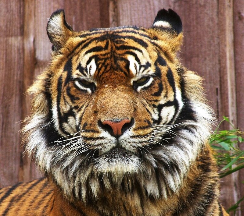 Tiger Face Close-up — Orange, Calm
