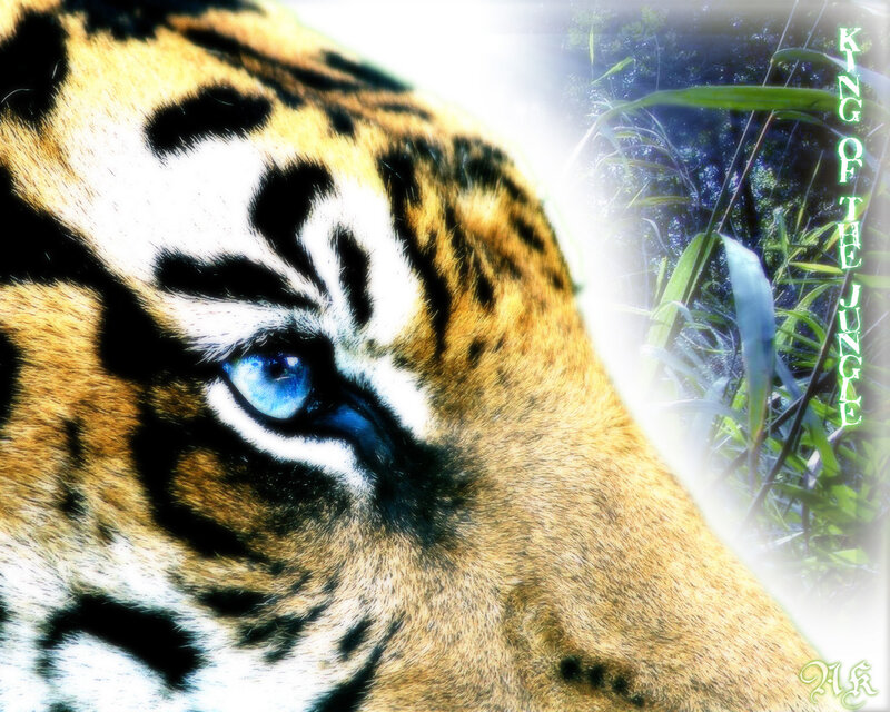 Tiger Face Close-up — Orange, Dramatic